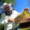 Imker Simon Nuschele hält nahe der Erlebnisimkerei in Seeg im Ostallgäu eine Halbwabe, auf der Bienen sitzen.