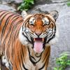Im Tierpark Nadermann im nordrhein-westfälichen Delbrück hat ein Tiger eine Pflegerin angegriffen und schwer verletzt.  Ein Hinterindischer Tiger, auch Indochinesischer Tiger genannt, ist in der Außenanlage am Alfred-Brehm-Haus im Berliner Tierpark zu sehen. +++ dpa-Bildfunk +++