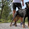 Hunde müssen in Memmingen an die Leine genommen werden.