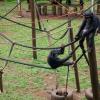 Schimpansen klettern durchs Gehege im Tacugama Chimpanzee Sanctuary. Schimpansen klettern durchs Gehege im Tacugama Chimpanzee Sanctuary.