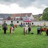 Neben zahlreichen Hunde- und Katzenbesitzern waren auch vier Pferde vom nahen Reiterhof zum Tiersegnungsgottesdienst gekommen.