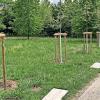 Neu gepflanzte Bäume im Stadtgebiet erhalten dieser Tage einen Weißanstrich. Dessen Schutzfunktion ist in etwa vergleichbar mit der Wirkung von Sonnencreme beim Menschen.