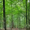 Die Ebenhäuser hatten bei der Bürgerversammlung nur ein paar kleinere Verbesserungsvorschläge. Die Waldbilanz bezeichnete der Bürgermeister als vergleichsweise gut.