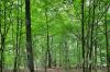 Die Ebenhäuser hatten bei der Bürgerversammlung nur ein paar kleinere Verbesserungsvorschläge. Die Waldbilanz bezeichnete der Bürgermeister als vergleichsweise gut.