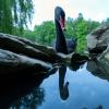 Spieglein, Spieglein: Ein Trauerschwan spiegelt sich im See des Schlosses Rosenau.