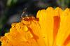 Leser Alfred Schott aus Schwanfeld fotografierte ein Insekt, das auf einer Blüte sitzt und sich an einem Wassertropfen labt. Wasser ist für Insekten lebenswichtig: Sie nehmen es sowohl zur direkten Flüssigkeitsaufnahme als auch über die Nahrung auf. Tropfen auf Blättern und Blüten bieten vielen kleinen Tieren eine wichtige Trinkquelle, besonders in den Morgenstunden, wenn sich Tau gebildet hat. (acon)