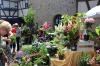 Zum 12. Mal verwandelte sich die Ostheimer Kirchenburg beim Blumenmarkt "Fleurs & Flair" in ein buntes Blütenmeer. 