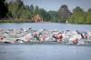 Rund 700 Teilnehmerinnen und Teilnehmer messen sich am Sonntag (01.06.25) beim MainCityTriathlon in Schweinfurt im Schwimmen, Radfahren und Laufen.