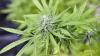 Im Raum Augsburg sollen in Verkaufsautomaten auch Cannabispflanzen angeboten worden sein. Eine Frau muss sich deswegen nun vor Gericht verantworten. (Symbolbild)