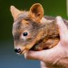 Süßer Südpudu-Nachwuchs: Das weibliche Südpudu Baby „Adora“ wird von einem Pfleger im Kölner Zoo gehalten. Südpudus gehören zu den Hirschen.