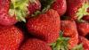 Zwei Betriebe im Landkreis bieten das Selbstpflücken von Erdbeeren an.
