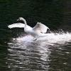 Ein Schwan landet im Decksteiner Weiher.