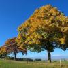 Der Berg-Ahorn ist Baum des Jahres 2009. Man findet ihn mittlerweile nicht nur in den Alpen, sondern in ganz Deutschland.