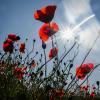 Jetzt wird's mal wieder richtig Sommer: Klatschmohn blüht im Sonnenschein an einem Feldrand in der Region Hannover.