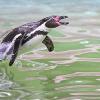 Fotoausstellung, Karlsruher Zoo, Pinguin, Markus Zindl