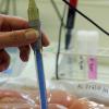 In einem Veterinäramt wird Fleisch geprüft - laut VIG können Verbraucher Anfragen über verdorbene Lebensmittel stellen. (Bild: dpa)