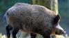 Wildschweinrotte kreuzt B36: Unfall tötet elf Tiere