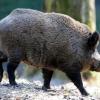 Ärger wegen Wildschutzzaun an der B36