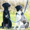 Hundesportverein Durlach: Noch freie Kursplätze
