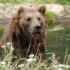 Stoiber über Braunbär Bruno: »Wir haben einen Unterschied zwischen dem normal sich verhaltenden Bär, dem Schadbär und dem Problembär. Und es ist ganz klar, dass dieser Bär ein Problembär ist.« (Über den Braunbären, der 2006 die Wälder an der bayerisch-österreichischen Grenze unsicher machte)