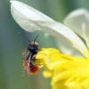 Dufte Sache: Wenn es draußen wärmer wird, zeigen sich die ersten zarten Frühlingsboten. Foto: Matthias Hiekel, dpa