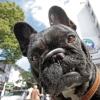 New Pop, alte Kampfkunst und junge Hunde - das ist los am Wochenende