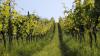 Hammelburg begeht im Jahr 2027 ein ganz besonderes Jubiläum. Der Weinbau wird 1250 Jahre alt.