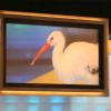 Was Horsttreue bedeutet erfahren Sie am Donnerstag, in der Show der großen Naturwunder um 20:15 in der ARD.