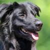 Auf dem Adenauerring in Kempten haben zwei Hunde einen Unfall ausgelöst. Die beiden Tiere waren plötzlich über die Fahrbahn gerannt. 