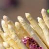 Spargel und Erdbeeren im November