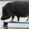 Skaten ist "schweineleicht" - das können Kids jetzt in Mühlburg erfahren
