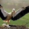 Ein Storch im Landeanflug auf sein Nest.