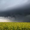 Dunkle Gewitterwolken ziehen hinter einem blühenden Rapsfeld auf.