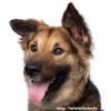 Hund Locky, sein Zuhause ist das Tierheim in Karlsruhe/ Daxlanden.