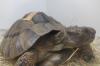 Eine Schildkröte in der Hagsfelder Tierarztpraxis ist schon wieder munter.