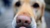 Günther-Klotz-Anlage: Hunde vergiftet - Polizei rät zu erhöhter Vorsicht