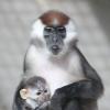Gemeinderat: Zoo-Familienjahreskarte bleibt