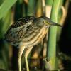 Zwergdommel (Ixobrychus minutus)