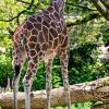 Wann bekommt der Karlsruher Zoo Nachwuchs? Bei den Giraffen könnte es jeden Tag so weit sein