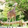 Wann bekommt der Karlsruher Zoo Nachwuchs? Bei den Giraffen könnte es jeden Tag so weit sein