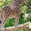 Wann bekommt der Karlsruher Zoo Nachwuchs? Bei den Giraffen könnte es jeden Tag so weit sein