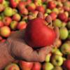 Die Veranstaltung im Ernährungszentrum steht unter dem Motto von A wie Apfel bis Z wie Zubereitung. (Archiv)