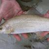 Die Äsche ist Fisch des Jahres 2011.