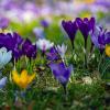 Karlsruhe genießt die ersten Frühlingsstunden im Jahr.