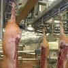 Im Fleischwerk Rheinstetten werden bis zu 30.000 Schweinehälften pro Woche zerlegt.