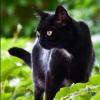 Schwarze Katze von rechts? Dann ist heute Vorsicht angebracht - es ist Freitag der 13.