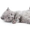 British kitten on white background