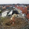 Storchen-Ei im Nest auf dem Dach der Rheinwald-Schule Neuburgweier.