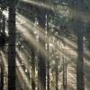Lichtstrahlen im Wald