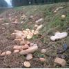 Das ka-Reporter-Foto von vor einer Woche: Unbekannte haben eine Fuhre Brot ans Ufer des Pfinzentlastungskanals gekippt. ka-Reporter W. Theophil  hat es fotografiert.